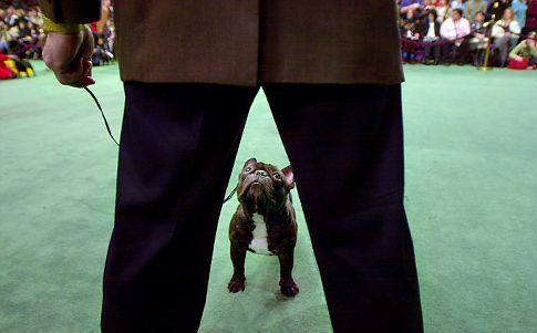 Westminster Dog show
